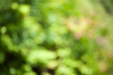 Doğal yeşil bokeh arkaplanı