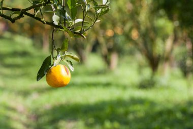 Graden 'de portakal ağacı