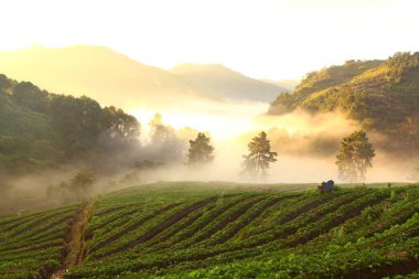 çilek puslu sabah sunrise Bahçe DOI angkhang dağa, chiangmai: Tayland