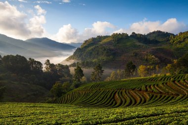 çilek puslu sabah sunrise Bahçe DOI angkhang dağa, chiangmai: thailan