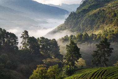 çilek puslu sabah sunrise Bahçe Doi Ang-khang Dağı'nda chiangmai: Tayland