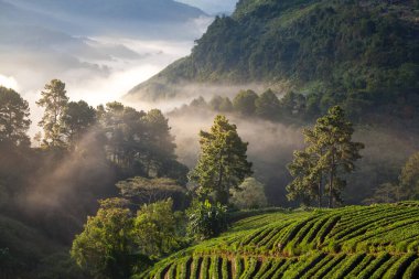 çilek puslu sabah sunrise Bahçe Doi Ang-khang Dağı'nda chiangmai: Tayland