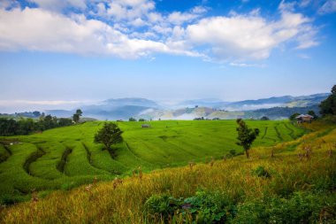 Yeşil pirinç alan Ban Pa Bong Chiangmai, Tayland Peay, Teraslı