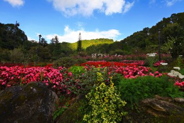 Bahçe, Doi Ang Khang, Chiang Mai Tayland 'da Kral Bhumibol' un 80 yılını kutluyor.
