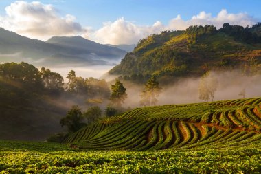 çilek puslu sabah sunrise Bahçe Doi Ang-khang Dağı'nda chiangmai: Tayland