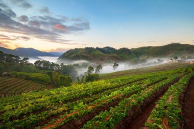 Doi Angk-hang dağındaki çilek bahçesinde puslu bir sabah güneşi, Tayland