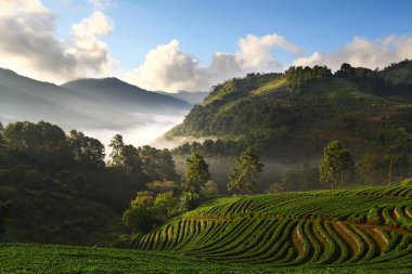 Doi Angk-hang Dağı 'ndaki çilek bahçesinde sabah güneşi, Tayland