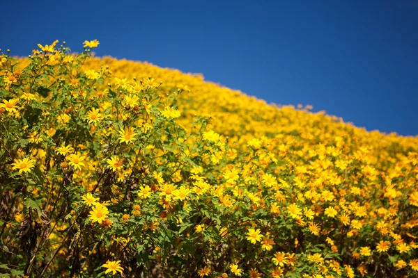 Mexican Sunflower ogräs på berget, Mae Hong Son provinsen, Thailand — Stockfoto