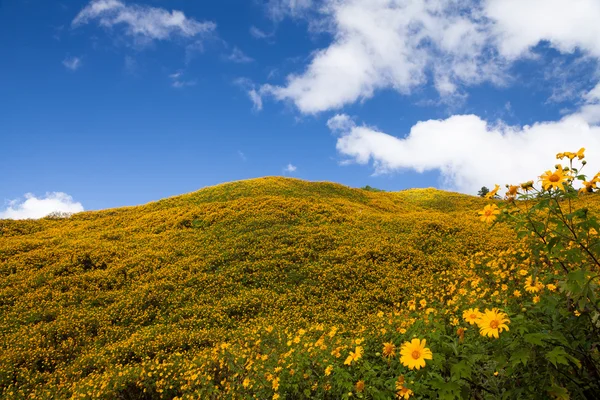 Hierba de girasol mexicana en la montaña, provincia de Mae Hong Son, Tailandia — Foto de Stock