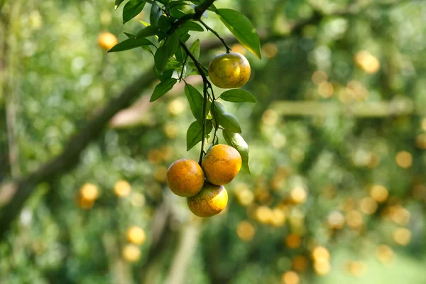Oranžové strom v zahradě — Stock fotografie