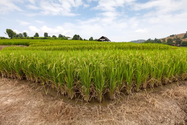 Green Terraced Rice Field v Chiangmai, Thajsko — Stock fotografie