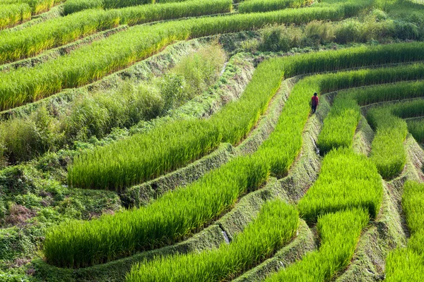 Agricultor en campo de arroz en terrazas verdes en Ban Pa Bong Peay en Chiangmai —  Fotos de Stock