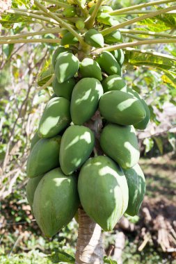 Meyveli taze papaya ağacı.