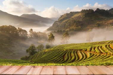 Ahşap masa üstü puslu sabah sunrise çilek bahçesinde 
