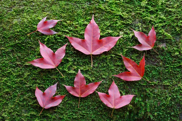 石のコケを紅葉します。 — ストック写真