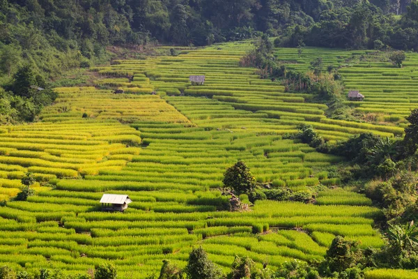 Zöld teraszos rizs mező: Ban Pa Bong Peay, Chiangmai, Thaiföld — Stock Fotó