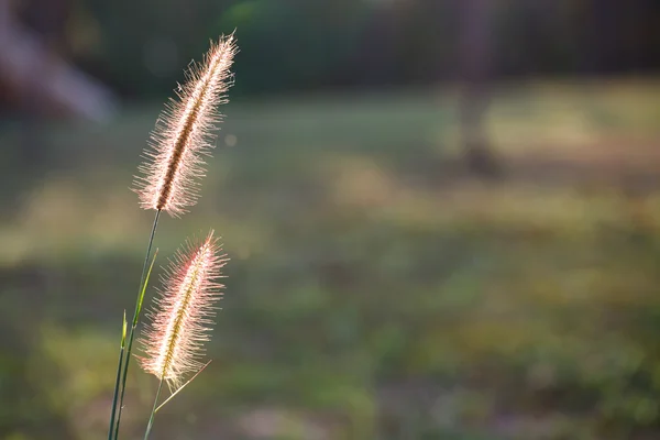 Фокуси трави під сонячним сяйвом, крупним планом вибірковий фокус — стокове фото