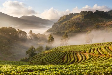 puslu sabah gündoğumu Doi Ang-khang Mountain çilek bahçesinde