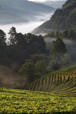 puslu sabah gündoğumu Doi Ang-khang Mountain çilek bahçesinde