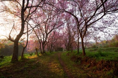 kiraz çiçeği yolu içinde chiangmai, Tayland
