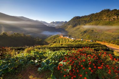 çay plantasyon DOI ang khang, chiang mai, Tayland