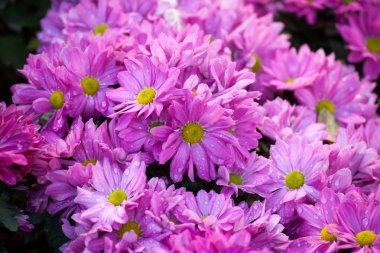 Bahçedeki kasımpatı pembe çiçeklerinin güzelliği