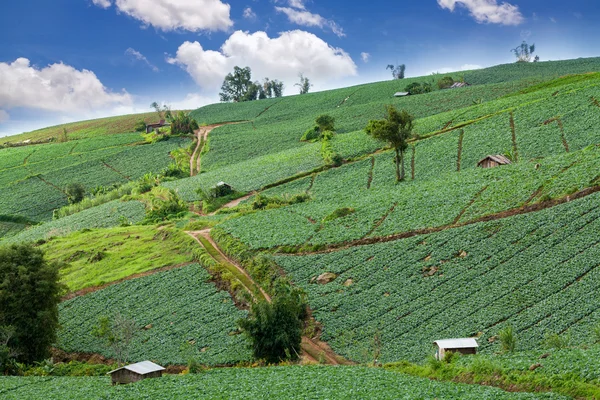 Many green cabbages in the agriculture fields at Phutabberk Phetchabun — Stock Photo, Image