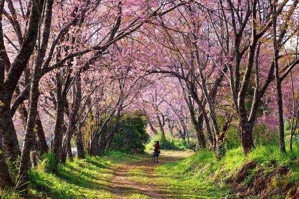 Kiraz çiçeği (sakura) ağaçların altında bir adam alarak fotoğraf. — Stok fotoğraf