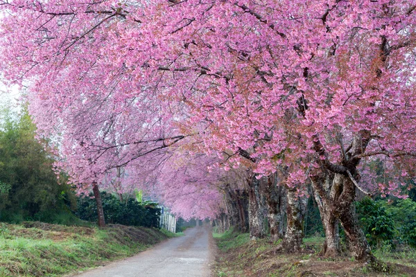 Cherry blossom pathway in ChiangMai, Thailand