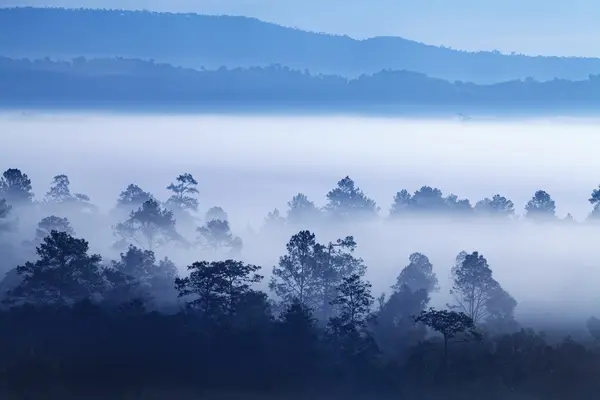 Nebel im Wald bei khao-kho phetchabun, Thailand — Stockfoto