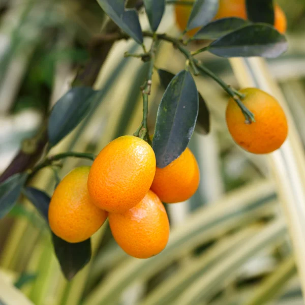 Kumquat arancione sull'albero — Foto Stock