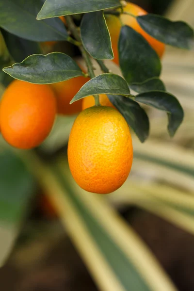 Frutta arancio kumquat sull'albero — Foto Stock