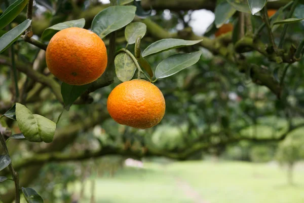 Oranžové strom v zahradě — Stock fotografie