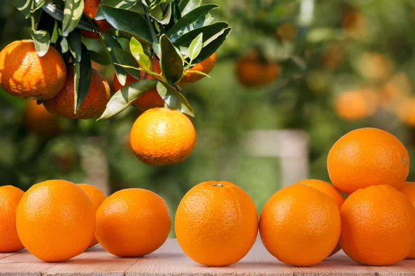 Čerstvý pomeranč na dřevěné tabulce v zahradě — Stock fotografie