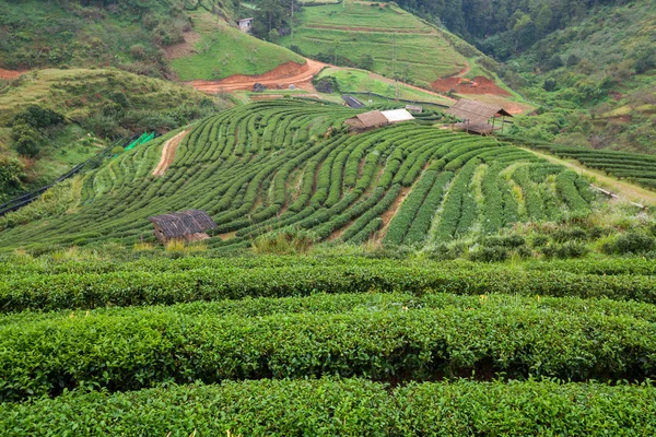 Tea plantation in the Doi Ang Khang, Chiang Mai, Thailand — Stock Photo, Image