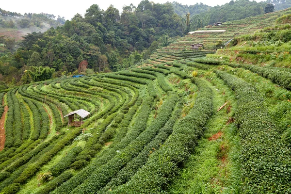 Plantation de thé dans le Doi Ang Khang, Chiang Mai, Thaïlande — Photo