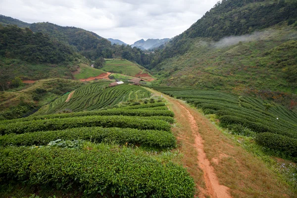 Tea plantation in the Doi Ang Khang, Chiang Mai, Thailand — Stock Photo, Image