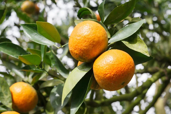 Orange tree in garden — Stock Photo, Image