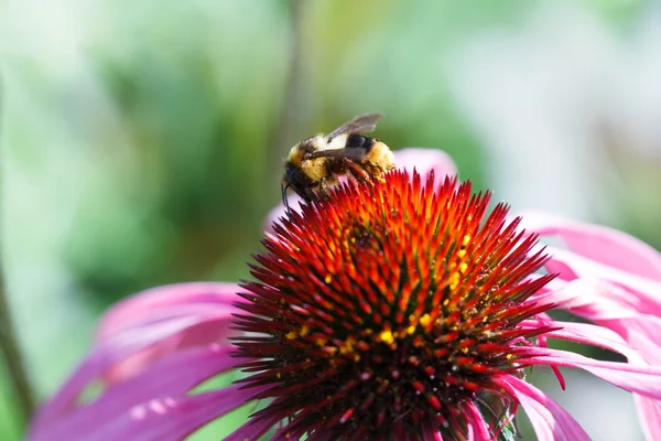 Медовая пчела собирает нектар цветов — стоковое фото