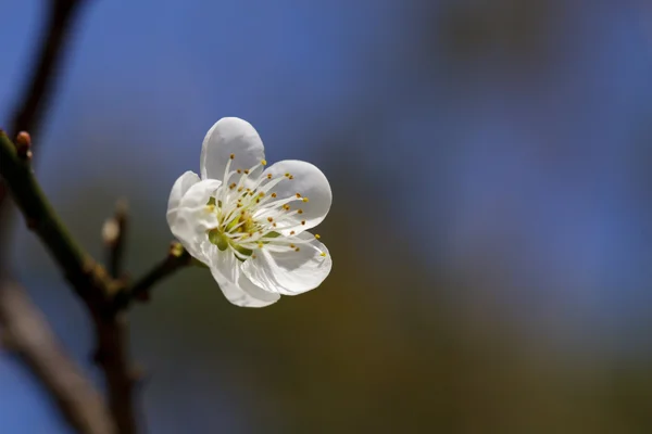 Blossoming plum flowers,close up — Stock Photo, Image