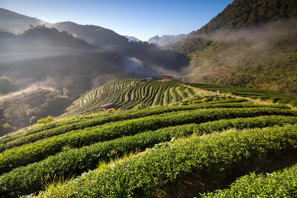 Plantación de té en Doi Ang Khang, Chiang Mai, Tailandia — Foto de Stock