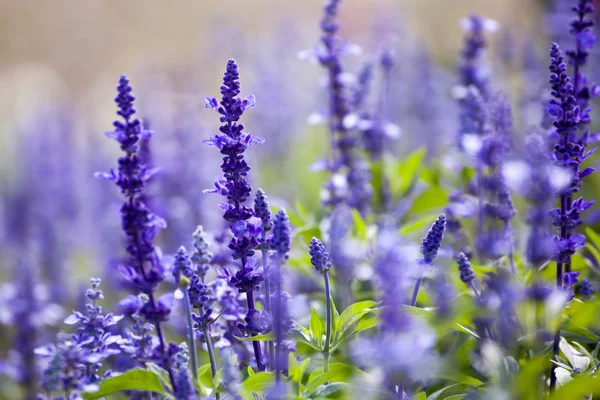 Lavender flowers,selective focus — Stock Photo, Image