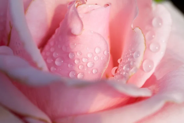 Close up of pink rose — Stock Photo, Image