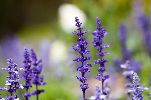 Lavender flowers,selective focus — Stock Photo, Image