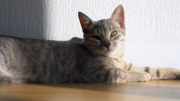 A cute grey tabby kitten lies and rests on the floor of the house in the rays of sunlight, looks at the camera. — Stock Video