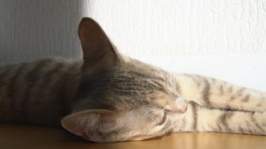Şirin gri bir tekir kedi yavrusu güneş ışığında evin zemininde yatar ve dinlenir. Kameraya bakar..