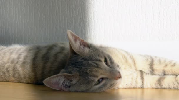 Ένα χαριτωμένο γκρι γατάκι ξαπλώνει και αναπαύεται στο πάτωμα του σπιτιού στις ακτίνες του ήλιου, κοιτάζει την κάμερα. — Αρχείο Βίντεο