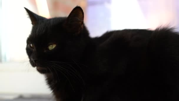 Close-up van een zwarte kat met groen vernauwde ogen. — Stockvideo