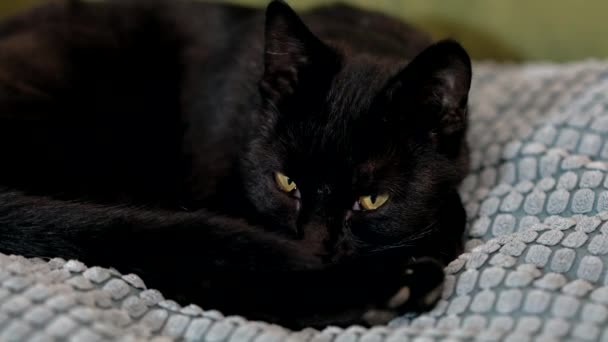 초록 눈을 가진 검은 고양이의 근접 사진. — 비디오