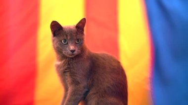 Komik gri bir kedi bir oyuncak evde saklanıyor..